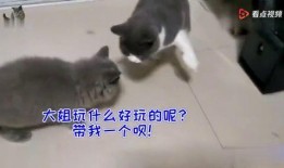 猫猫吃瓜群众,猫猫视角下的吃瓜群众众生相
