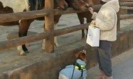 吃瓜挖掘基,网络红人背后的故事与影响力