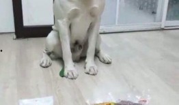 吃狗血瓜的正能量,逆境中的成长与启示