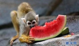 什么动物吃瓜的