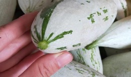 光遇吃瓜得瓜,吃瓜得瓜，瓜果飘香之旅