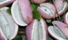 瓜宝吃八月瓜,瓜宝的八月瓜美食之旅