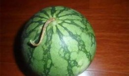 吃老瓜会发胖吗,吃老瓜真的会导致发胖吗？揭秘真相