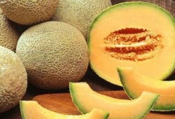 空腹吃哈密瓜,空腹吃哈密瓜的奇妙体验与注意事项