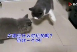 猫猫吃瓜群众,猫猫视角下的吃瓜群众众生相