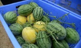 吃瓜群660,一场全民参与的娱乐盛宴