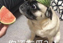 吐槽吃瓜表情包,吐槽界的幽默担当