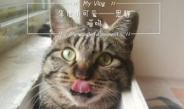 猫吃梨瓜做法大全,梨瓜美食制作攻略大全