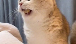 猫猫吃瓜群众,猫猫视角下的吃瓜群众众生相