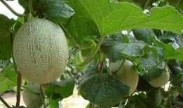 哈密瓜和牛奶间隔多久吃,哈密瓜与牛奶的最佳食用间隔解析