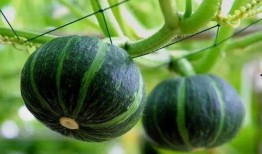 孝义最近吃瓜视频,揭秘当地热点事件背后的真相