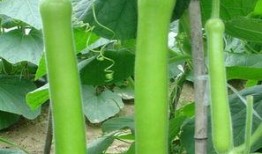 瓠瓜条怎么吃,创意烹饪指南