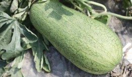 melon吃瓜,揭秘娱乐圈的甜蜜与苦涩