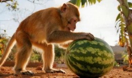 猴子吃瓜里的人物分析,揭秘角色性格与命运交织的奇幻世界