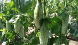 桐桐网红吃瓜,揭秘娱乐圈幕后真相