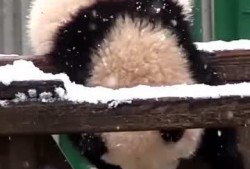 吃瓜小熊棉花,揭秘瓜界萌宠的甜蜜生活