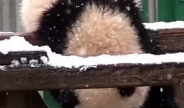 吃瓜小熊棉花,揭秘瓜界萌宠的甜蜜生活