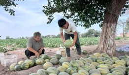 吃瓜地基,探寻网络热议背后的真相与奥秘
