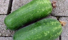 程女士吃瓜资源,吃瓜界的幕后故事