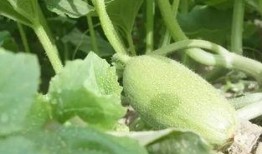 吃酉瓜变颜色,探寻自然色彩的奥秘