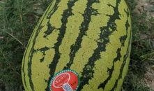 俄罗斯吃瓜引擎入口,揭秘网络舆论背后的力量