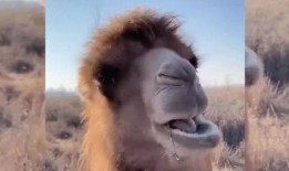 骆驼吃瓜视频,骆驼吃瓜视频走红网络