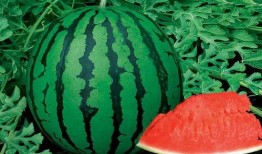 吃瓜聚集点,揭秘网络“吃瓜”聚集地的热点与奥秘