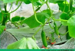 肺炎可以吃小瓜么,小瓜能否成为健康饮食的选择？