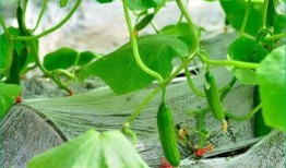 肺炎可以吃小瓜么,小瓜能否成为健康饮食的选择？