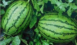 怎么回事吃瓜不吃瓜呢,揭秘“吃瓜不吃瓜”现象背后的真相与争议