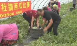 吃瓜群众不翻车,揭秘娱乐圈幕后真相