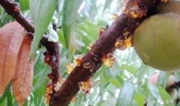 吃瓜 胶水,揭秘网络热词背后的文化现象