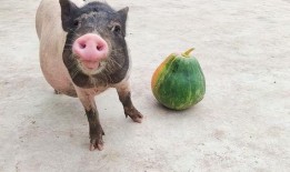 吃瓜的猪卡通,一场卡通世界的美食盛宴