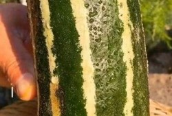 吃瓜把瓜吃没了,一场吃瓜盛宴的完美落幕