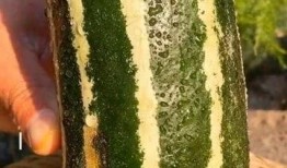 吃瓜把瓜吃没了,一场吃瓜盛宴的完美落幕