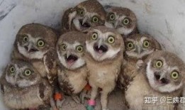 吃瓜小花猫,揭秘猫咪的“八卦”生活