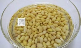 小黄豆pk吃瓜,小黄豆与吃瓜的趣味对决