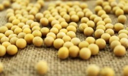 小黄豆pk吃瓜,小黄豆与吃瓜的趣味对决