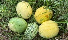 专吃种子的瓜,专吃种子的瓜的奇妙世界