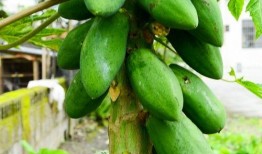 广西建行吃瓜,揭秘背后真相与影响