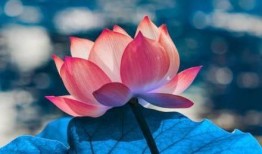 荷甜吃瓜小说,甜蜜复仇与爱情绽放