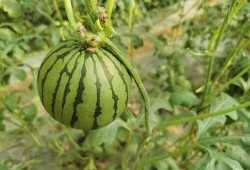 广州吃红瓜,红瓜的独特风味之旅