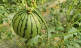 广州吃红瓜,红瓜的独特风味之旅