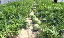 孝义最近吃瓜视频,揭秘当地热点事件背后的真相