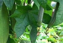 拂水瓜怎么吃,解锁夏日清新美味