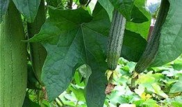 拂水瓜怎么吃,解锁夏日清新美味