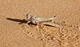 蝗虫吃瓜群众视频,揭秘蝗虫的独特饮食习惯