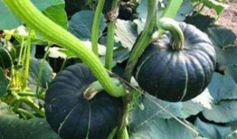 女人吃贝贝瓜好吗,女性食用贝贝瓜的益处与注意事项