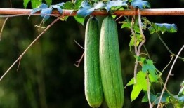 三三三喜吃瓜,揭秘瓜界传奇，品味生活甜蜜