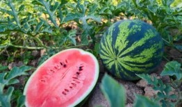 社旗吃瓜,揭秘当地特色美食背后的故事